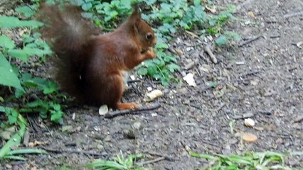 eichhörnchen