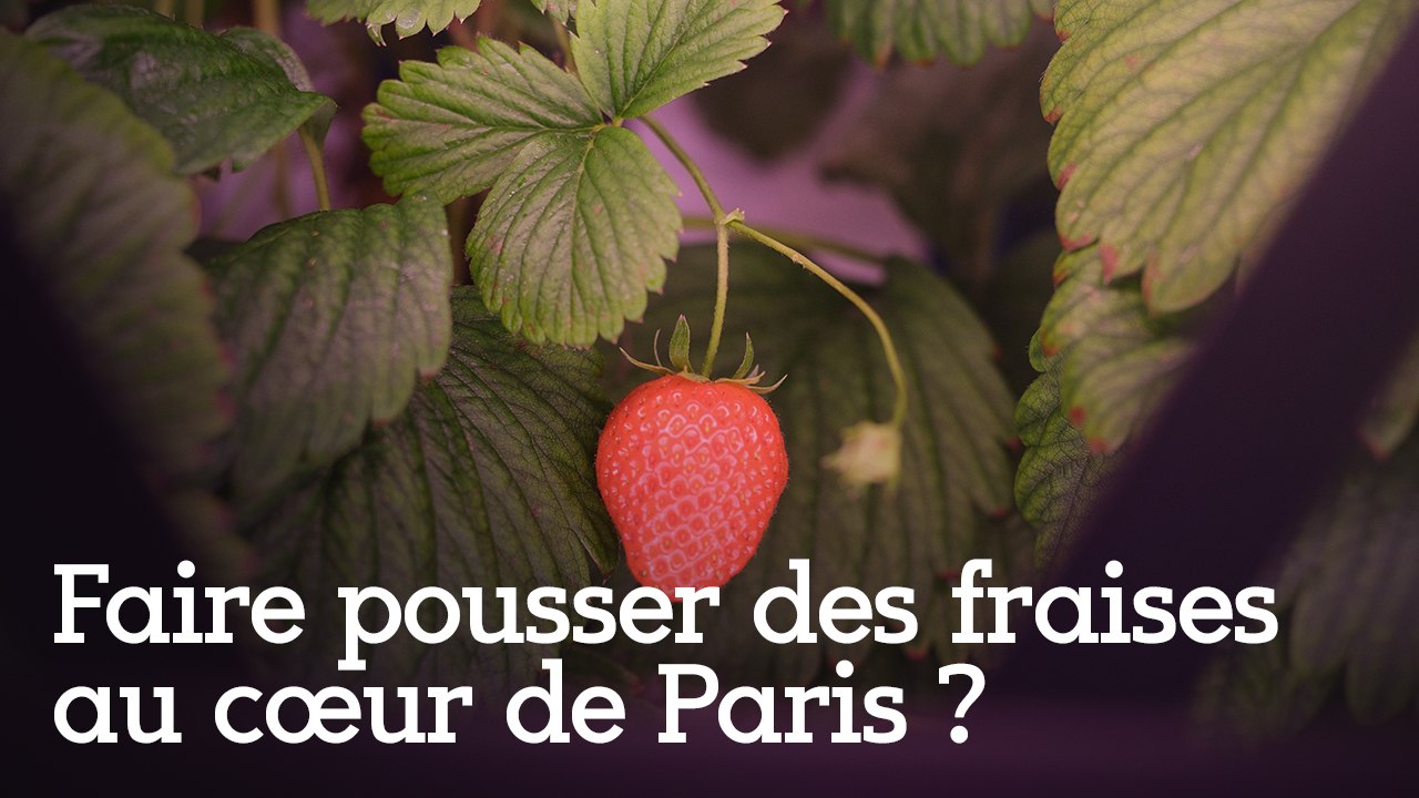 Faire pousser des fraises au cœur de Paris ?