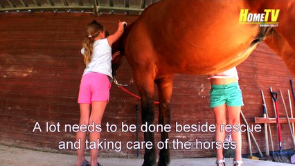 The Story of the Horse Ranch "Casa Epona" in Sax Spain