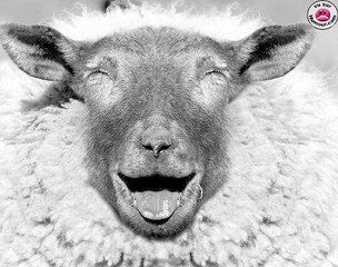 Ne jamais tourner le dos à un mouton. Mdrr