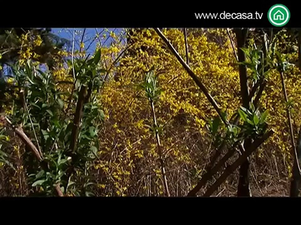 Cómo aplicar el feng shui en un jardín