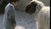 Tête du mouton- coup de boule tunisie