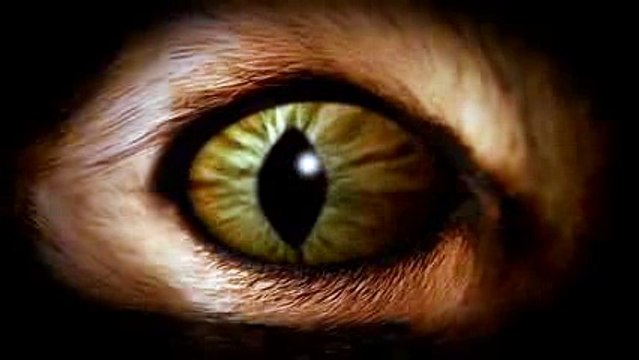 Run The Jewels - Meowpurrdy feat. Lil Bub, Maceo, Delonte (Official Music Video)