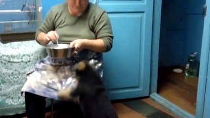 Собака заговорила по-человечески ! хотела кушать !