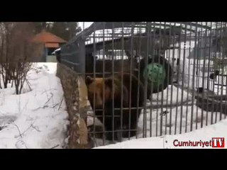 Ayı sevgisi dehşete dönüştü