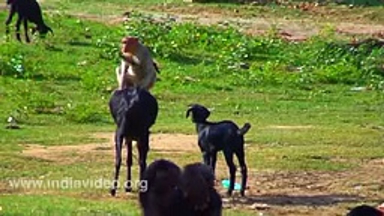 Goat And Monkey  -