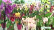 Triskalia - vidéo Magasin Vert/Point vert le Jardin sur l'entretien des orchidées