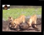 LION EATING TESTIS - Lion Eating Antelope Testis When It\'s Alive- Animal attack