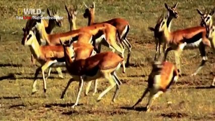 Predator Cheetah vs Antelope (National Geographic)