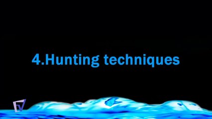 sharks vs killer whales Brief Review HD