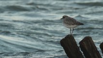 3 - La Petite Mer de Gâvres, des oiseaux et des hommes