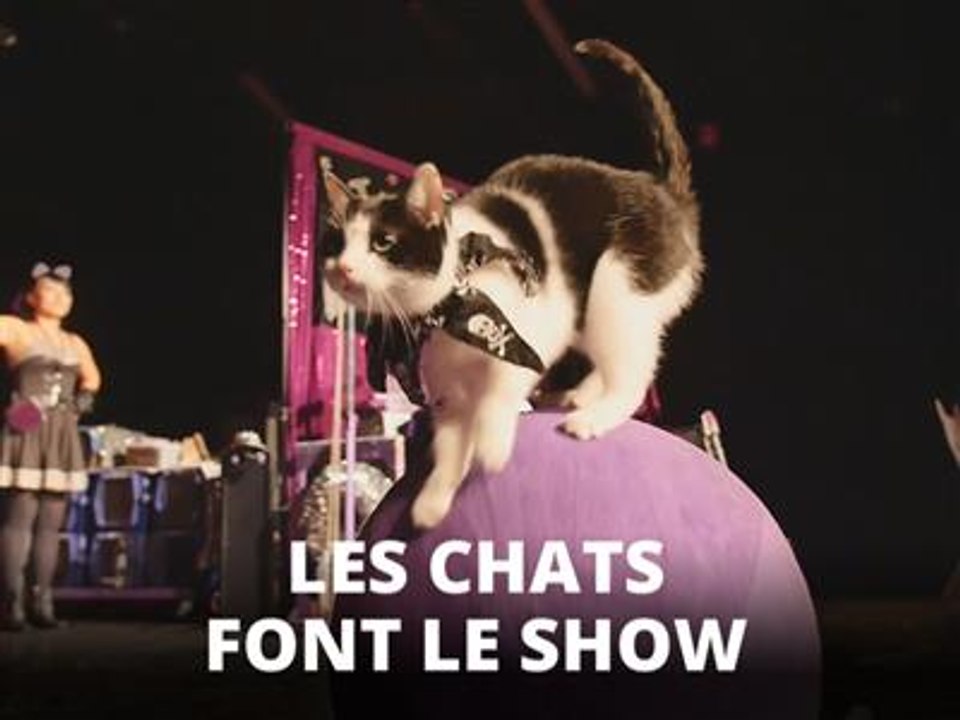 Rencontrez les acro-chats, des félins cascadeurs !