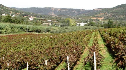 Grape juice for FREE - Part 1