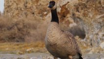 Police replacing guard dogs with guard geese