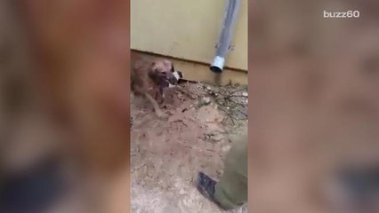 Mother dog risks her life to save puppies trapped under building