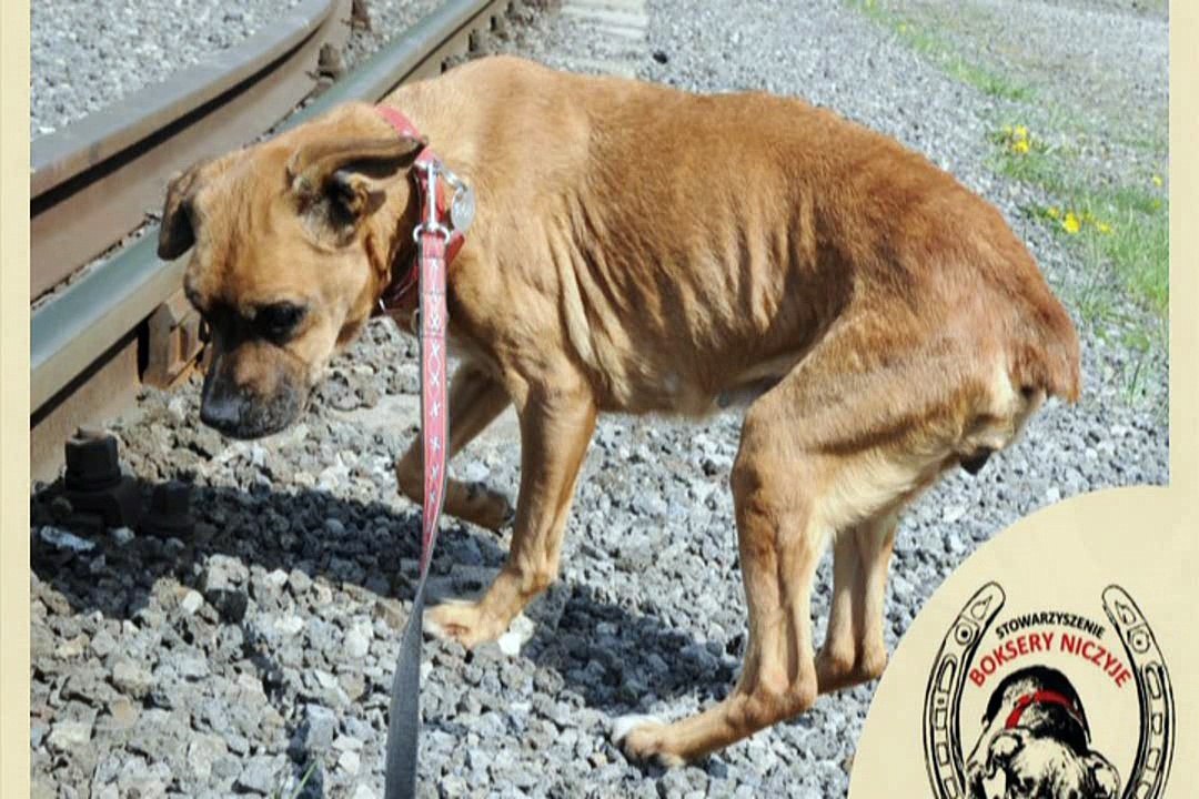 Zle traktowanie zwierzat przez ludzi