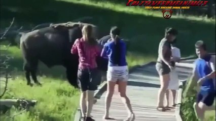 Funny Animals chasing people