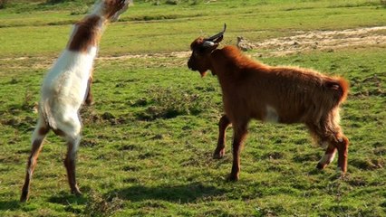 Funny Goats Fighting