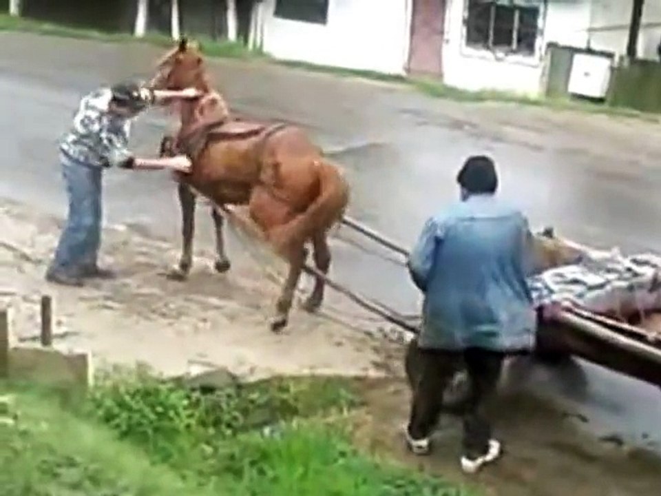 two drunks and 1 horse
