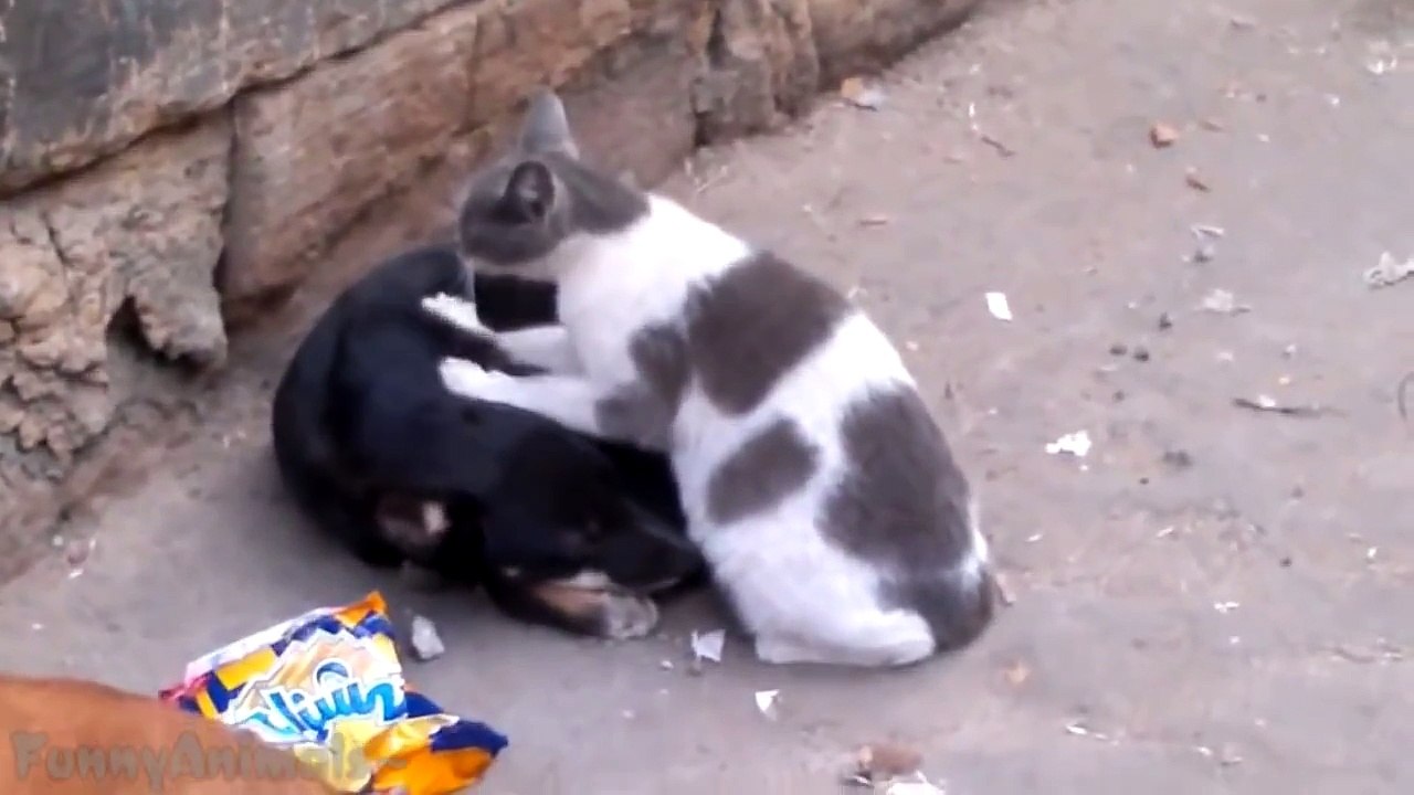 Funny Cats Massaging and Petting Dogs