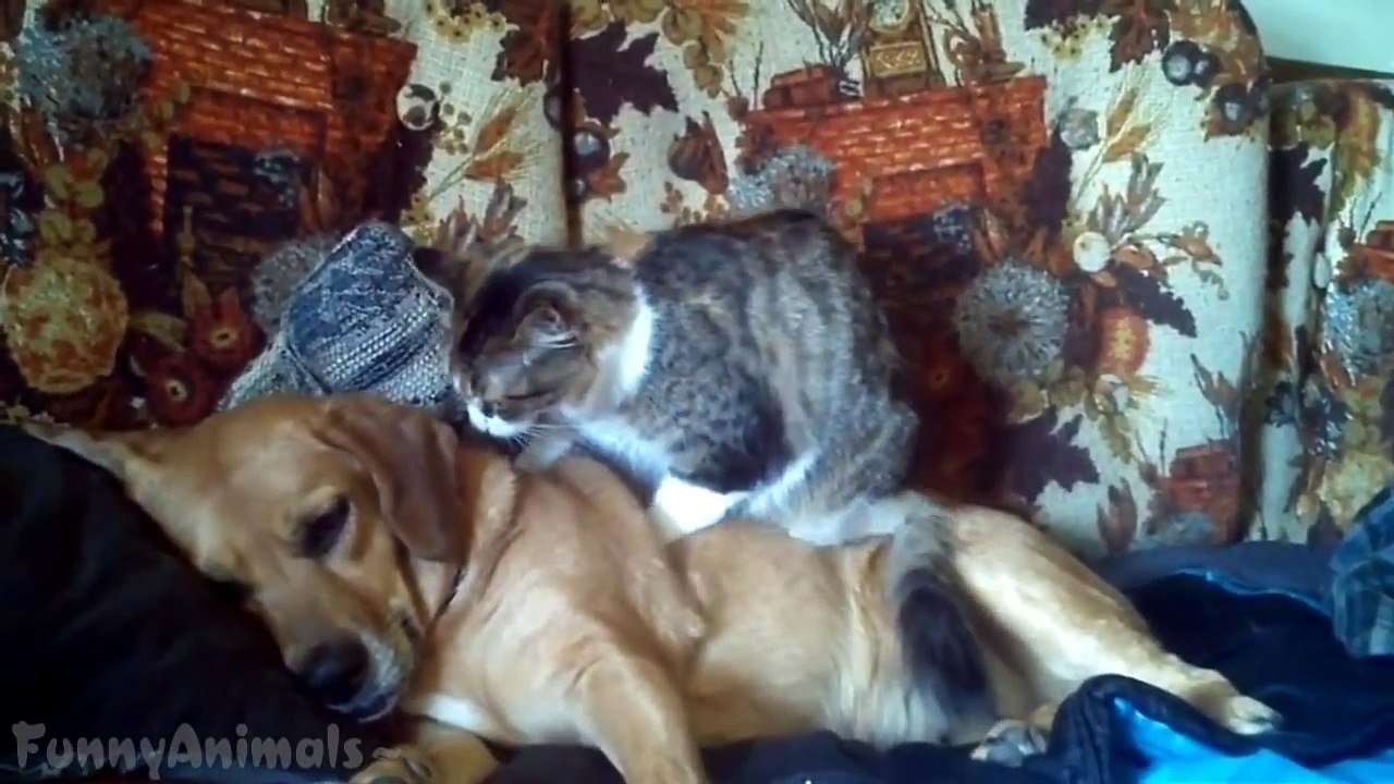 Funny Cats Massaging Dogs - Cute Animal Compilation