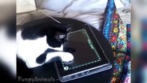 Funny Cats Playing On iPads Compilation - Funny Cats Videos 2015 HD