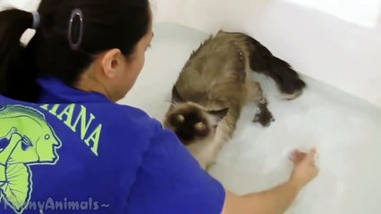 Funny Cats Taking a Bath - Cute Cat Compilation
