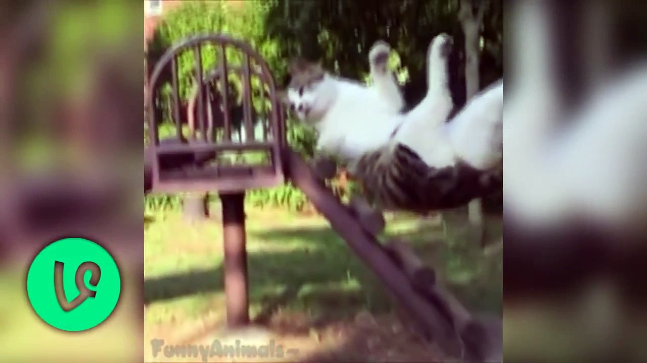 Funny Cats Vine 2015 - Cute Cats 2015
