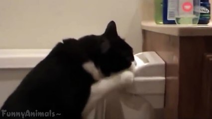 Funny Cats Vs Toilet Paper Compilation