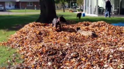 Funny Dogs Playing in Leaves Compilation