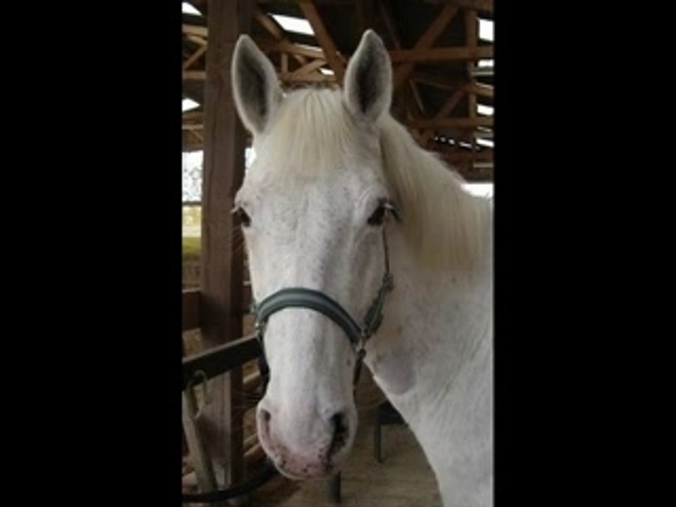 Les poneys