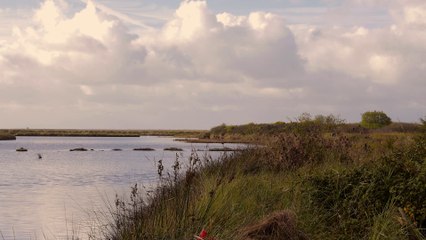 5 - La gestion des plantes invasives sur le territoire de Lorient Agglomération