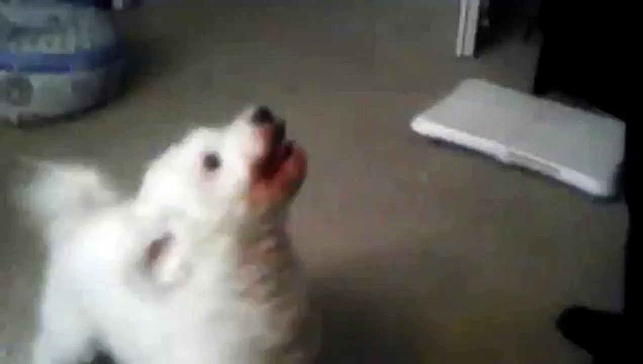 Bichon Frise Henry fails to negotiate belly rub.