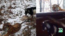 This Goat Was Supposed To Be A Siberian Tigers Dinner: Now They Are Best Friends