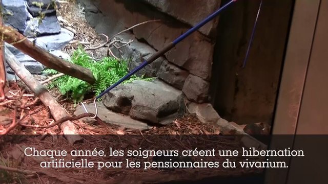 L'hibernation des animaux au Parc Zoologique de Paris