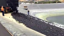Mesmerizing Video Shade Balls Being Added To LA Water Supply