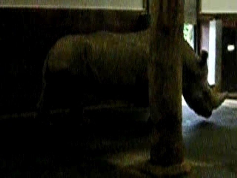 Rhino