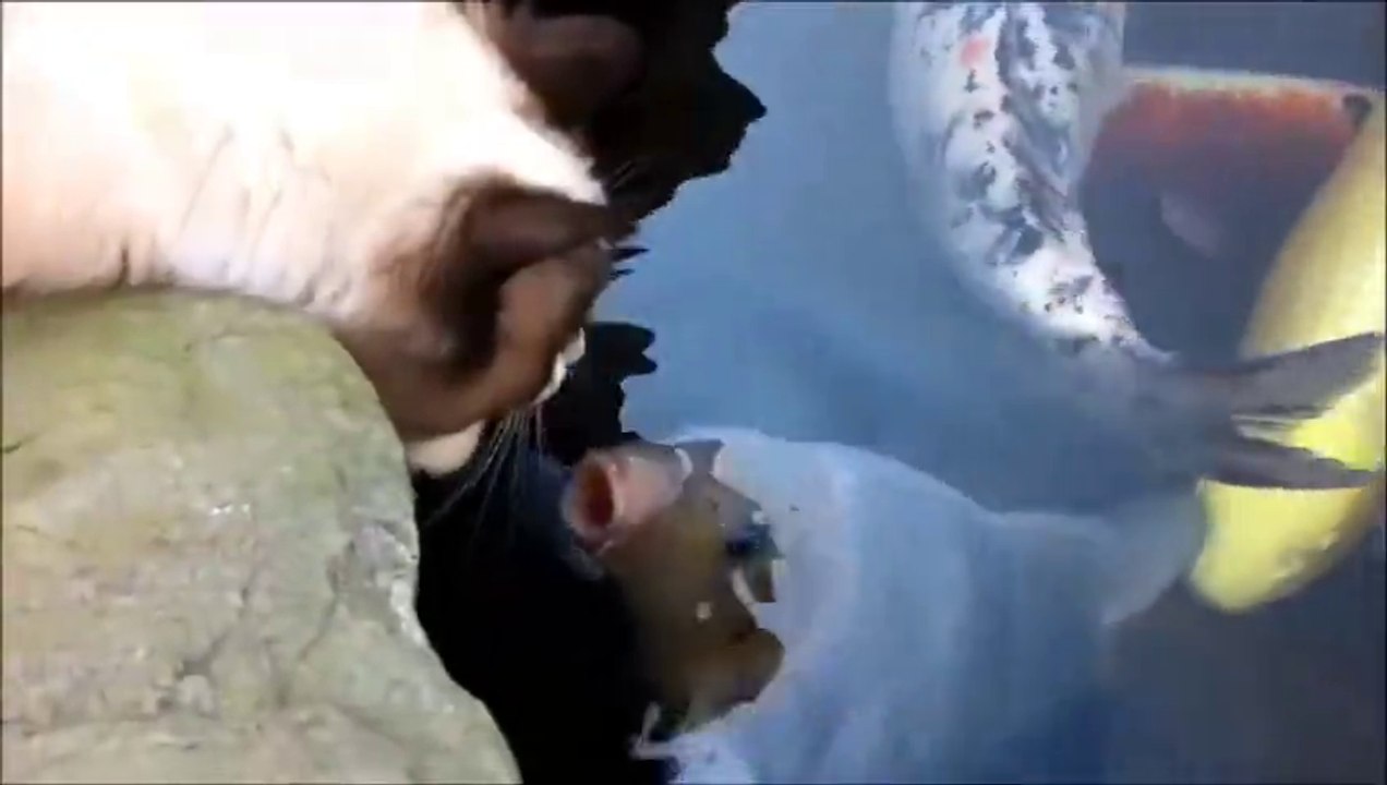 Cat and the Fish