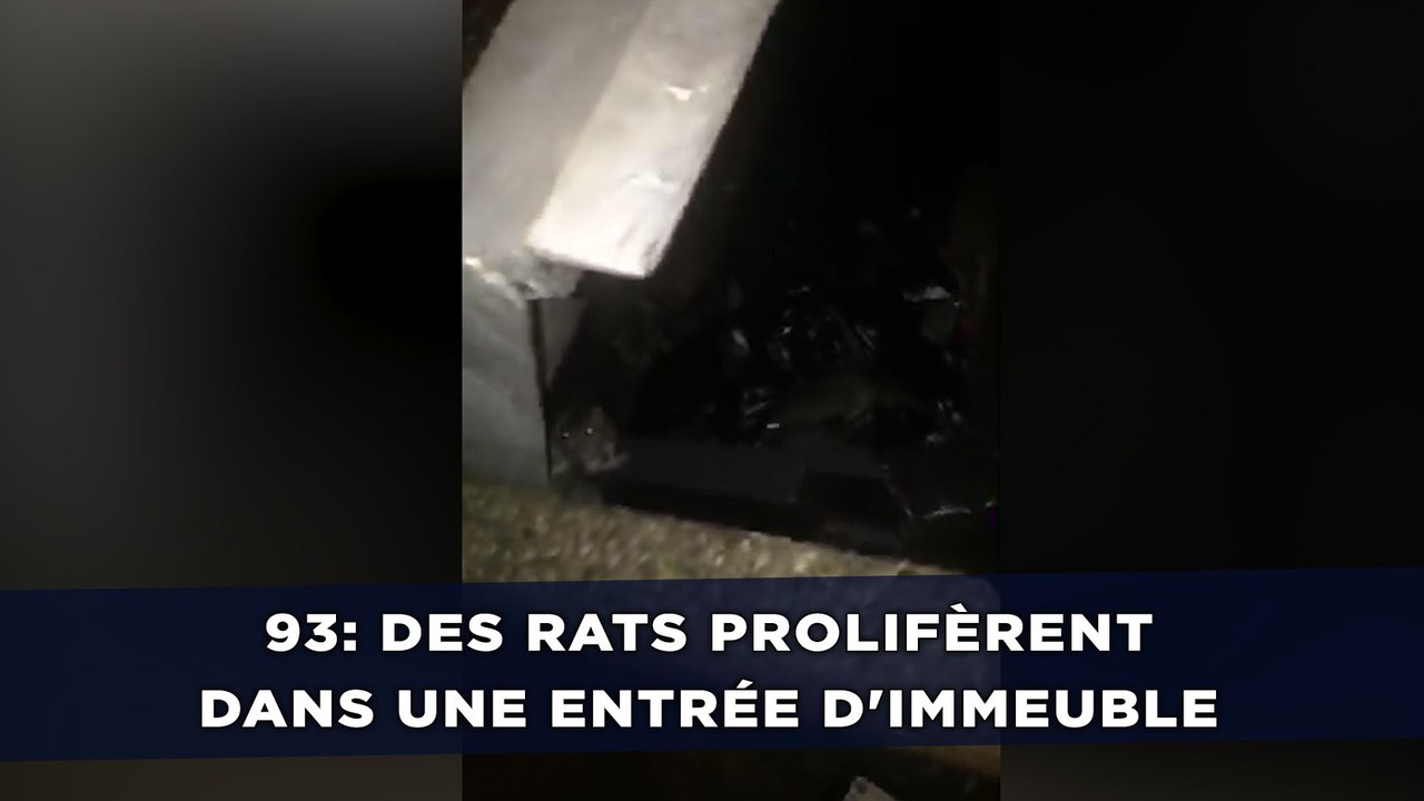 Des rats prolifèrent dans une entrée d'immeuble de Seine-Saint-Denis