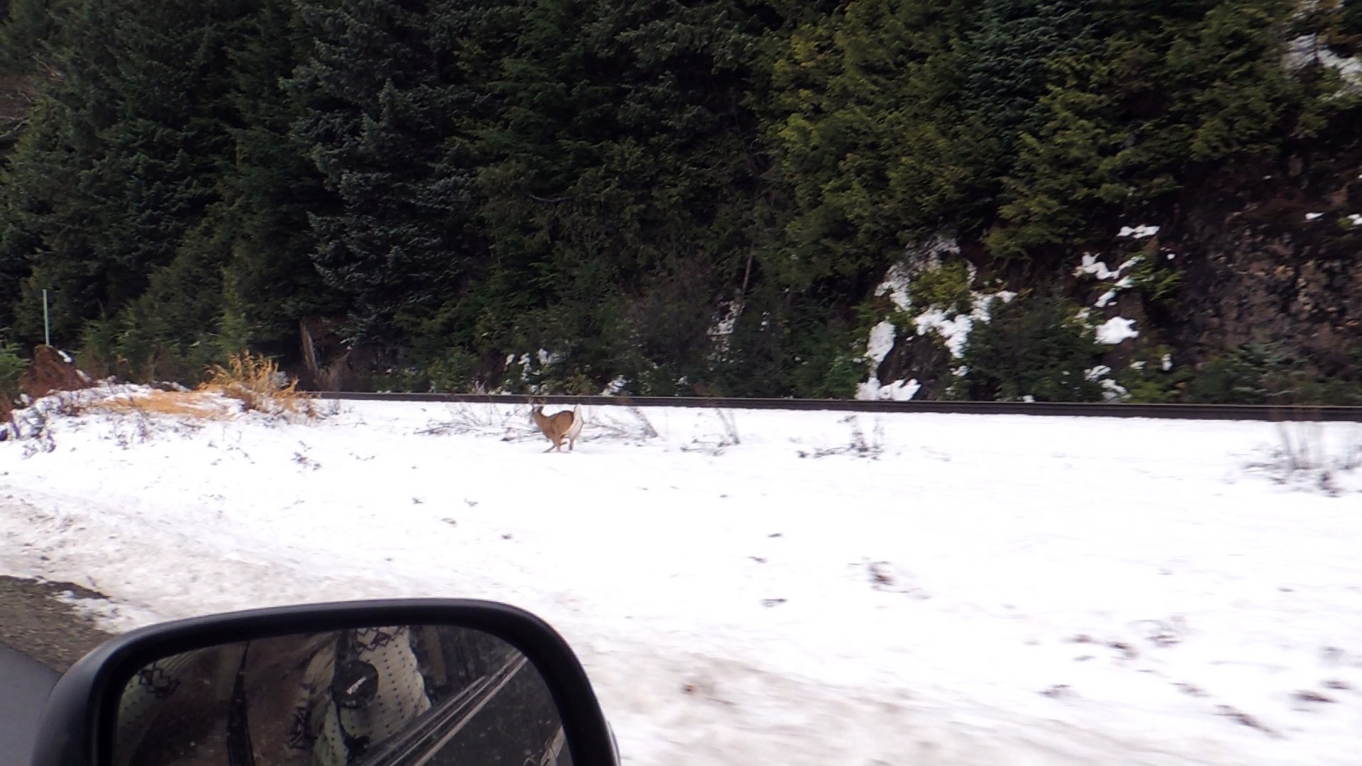 ⁣Pace running deer