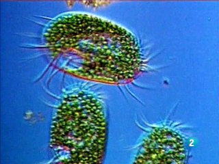 La guerra de la ciencia 3/3 (La revolución de darwin)