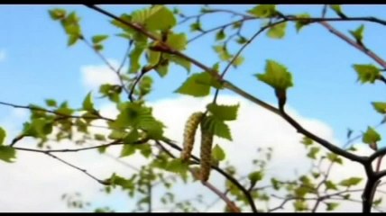 حكم ثقب الأنف للزينة- الشيخ صالح المنجد.