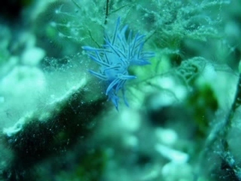 Diaporama