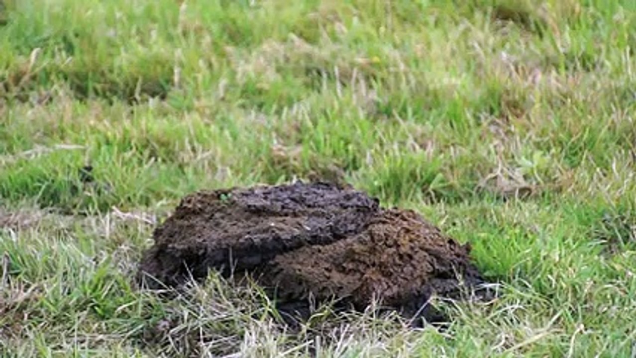 Dumb guy lights a firecracker in a cow poop