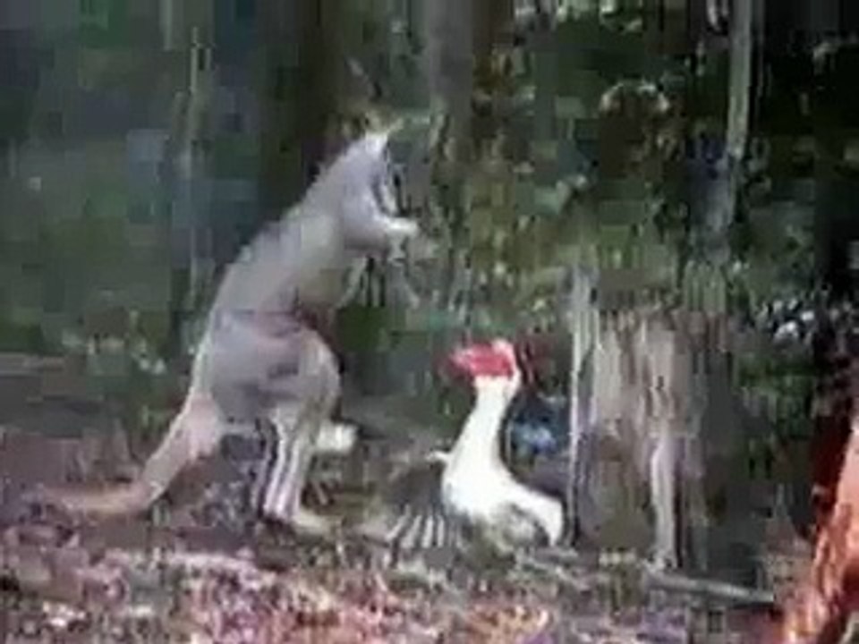 Kanguru ile kaz fena kapıştı