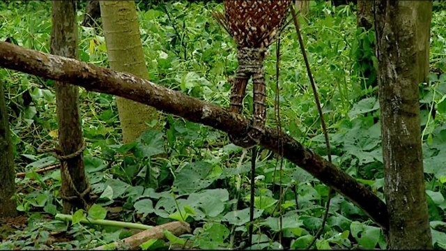 watch Sanema Women. The Mountain of Mystery Tribes - Full Documentaries