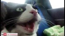 Epic Funny Cats / Cute Cats Compilation - 60 minutes!! [HD][HQ]