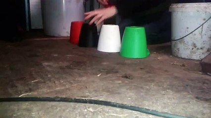 Farbdiskriminierung Clickertraining, Minishetty