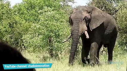 Top 10 World's Most Dangerous Animals