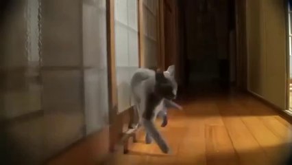 ТАКОГО КОТА Я НЕ ВИДЕЛ !Смотрите видео